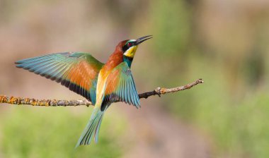 Avrupalı arı yiyici, Merops apiaster. Sabahın erken saatlerinde, kuş güzel eski bir dala oturur. Güneş modeli güzel bir şekilde aydınlatıyor. Kuş kanatlarını açtı..