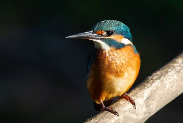 Gewone Ijsvisser Europese Ijsvisser Alcedo Vroege Ochtend Zit Vogel Een — Stockfoto