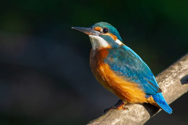 一般的なカワセミ ヨーロッパのカワセミ Alcedo Atthis 鳥は美しい古い枝の上に座っています 太陽がモデルを美しく照らす — ストック写真