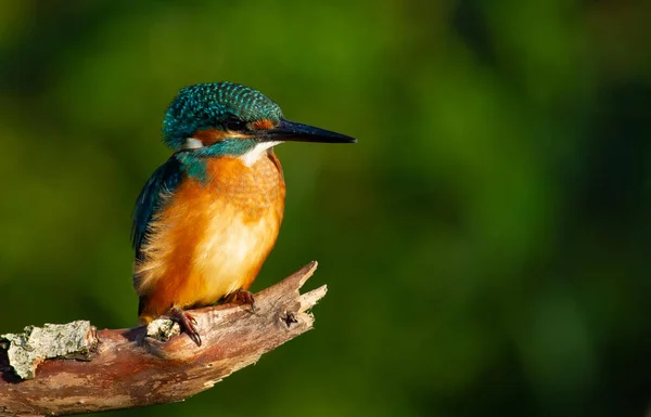 Gemensamt Kungsfiskare Europeiskt Kungsfiskare Alcedo Detta Tidigt Morgonen Sitter Fågeln — Stockfoto