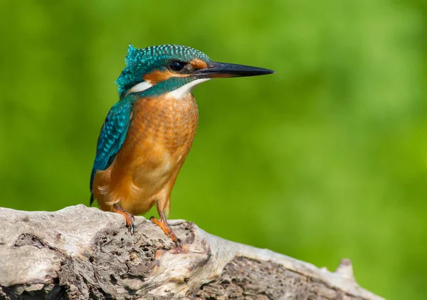 Obyčejný Ledňáček Evropský Ledňáček Alcedo Brzy Ráno Pták Sedí Krásné — Stock fotografie