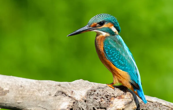 一般的なカワセミ ヨーロッパのカワセミ Alcedo Atthis 鳥は美しい古い枝の上に座っています 太陽がモデルを美しく照らす — ストック写真