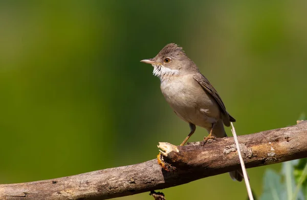 Common Whitethroat Sylvia Communis Early Morning Bird Sits Dry Branch — Stock Photo, Image
