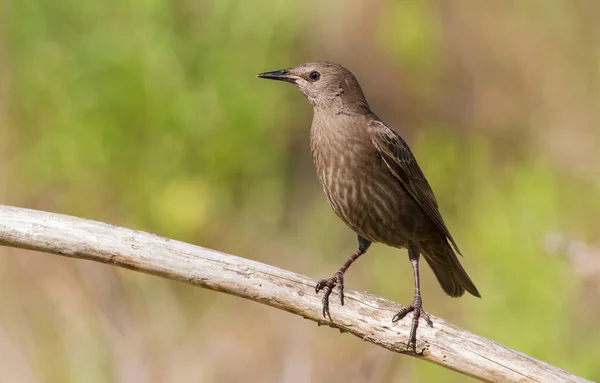 Common Starling Sturnus Vulgaris Young Bird Sits Branch — Stock Photo, Image