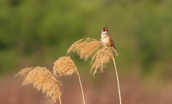 Rohrsänger Acrocephalus Arundinaceus Frühen Morgen Singt Ein Vogel Auf Einem — Stockfoto