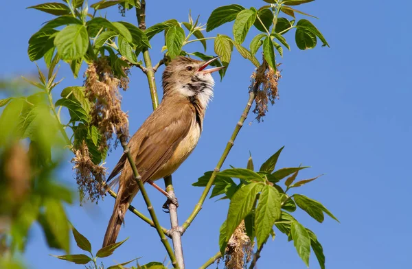 Great Reed Warbler Acrocephalus Arundinaceus Early Morning Bird Sings Sitting — Stock Photo, Image