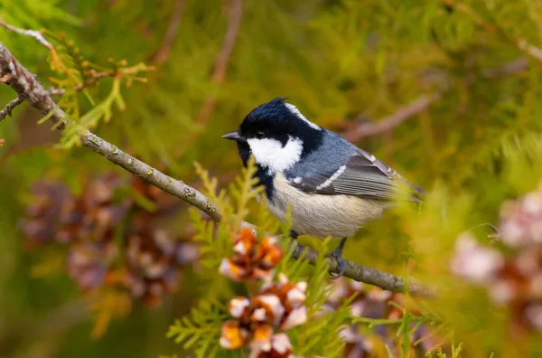 Coal Tit Periparus Ater Coal Titmouse Bird Sits Branch Thuja — Stockfoto