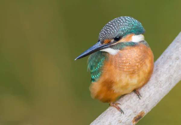 Common Kingfisher Alcedo Här Den Unga Fågeln Sitter Gren Närbild — Stockfoto