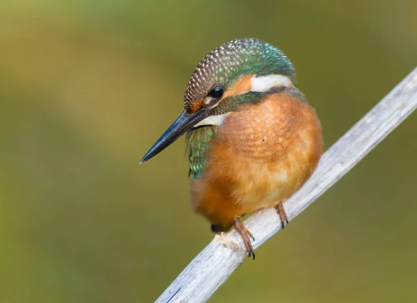 Common Kingfisher, Alcedo atthis. The young bird sitting on a branch. Close-up. Bird looks into the water.