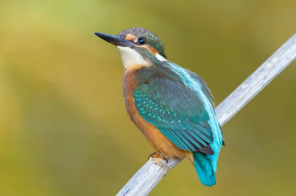 Common Kingfisher Alcedo Här Den Unga Fågeln Sitter Gren Närbild — Stockfoto