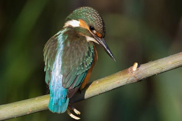 Common Kingfisher Alcedo Här Den Unga Fågeln Sitter Gren Närbild — Stockfoto