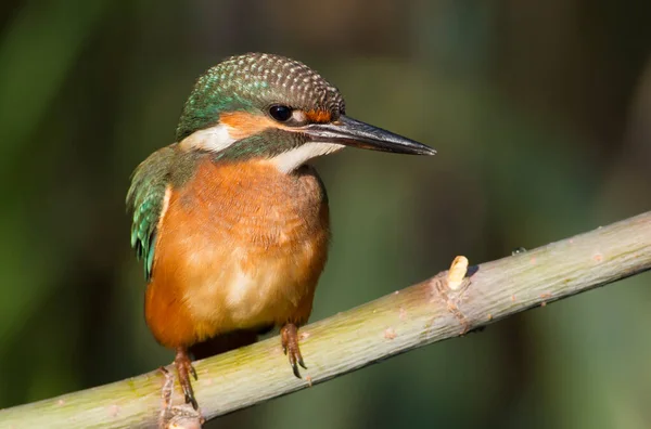 Gewone Ijsvogel Alcedo Hier Jonge Vogel Zit Een Tak Close — Stockfoto