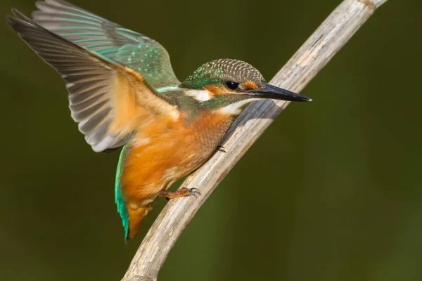 Közönséges Kingfisher Alcedo Ebben Fiatal Madár Egy Ágon Közelkép Madár — Stock Fotó