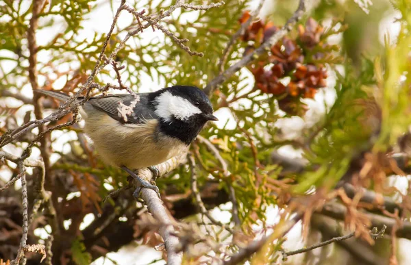 Coal Tit Periparus Ater Cold Autumn Morning Bird Sits Branch — Stockfoto