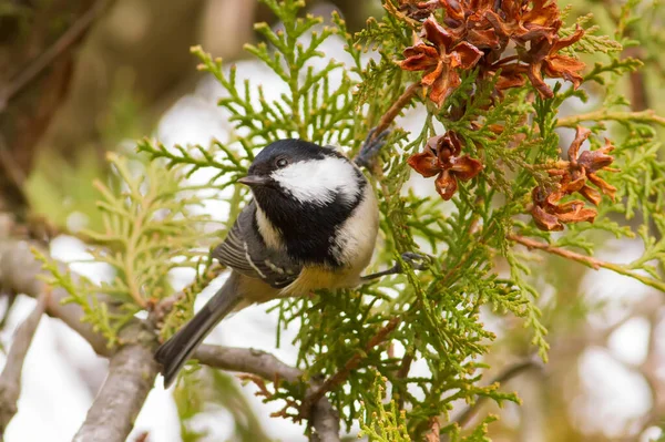 Coal Tit Periparus Ater Cold Autumn Morning Bird Sits Branch — Stockfoto