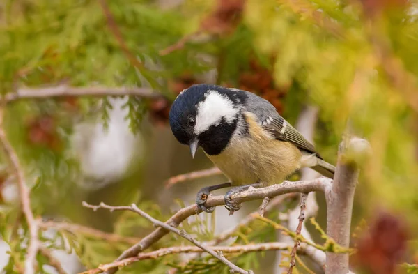 Coal Tit Periparus Ater Cold Autumn Morning Bird Sits Branch — Stockfoto