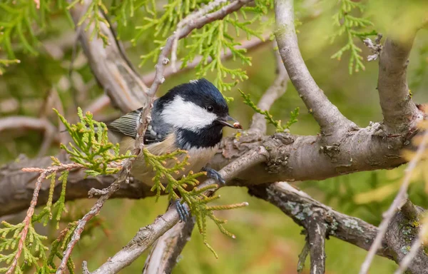 Coal Tit Periparus Ater Cold Autumn Morning Bird Sits Branch — Stockfoto