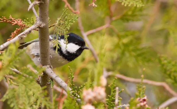 Coal Tit Periparus Ater Cold Autumn Morning Bird Sits Branch — Stockfoto