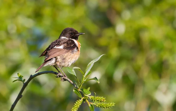 European Stonechat Saxicola Rubicola Por Mañana Temprano Pájaro Sienta Parte — Foto de Stock