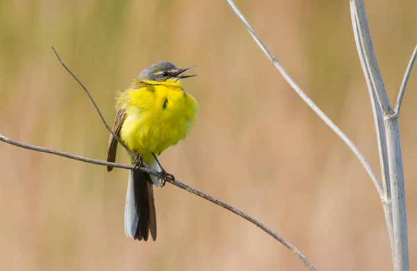 Western Yellow Wagtail Motacilla Flava Pták Sedí Stonku Rostliny Zpívá — Stock fotografie