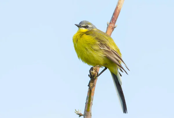Western Yellow Wagtail Motacilla Flava Časné Jarní Ráno Pták Sedí — Stock fotografie