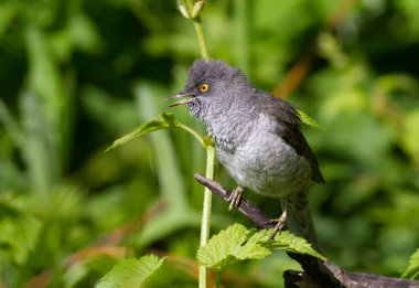 Barded Warbler, Sylvia Nisoria. Yoğun bir çalılıktan gözetleyen kuş ve sabahın erken saatlerinde şarkı söyleyen..