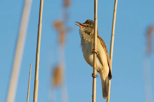 Reed Warbler Yang Agung Acrocephalus Arundinaceus Riverbank Pagi Pagi Burung — Stok Foto