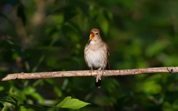 Thrush Nightingale Luscinia Luscinia Dawn Bird Sits Branch Sings — Stock Photo, Image