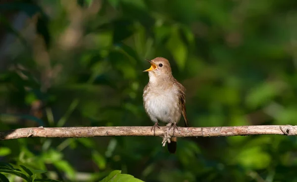 Spits Nightingale Luscinia Luscinia Bij Zonsopgang Zit Een Vogel Een — Stockfoto