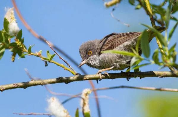 Barred Warbler Sylvia Nisoria Bird Peeking Out Dense Bush Sings — Stock Photo, Image