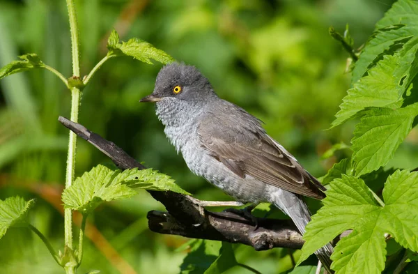 Barred Warbler Sylvia Nisoria Uccello Che Sbircia Fuori Cespuglio Denso — Foto Stock