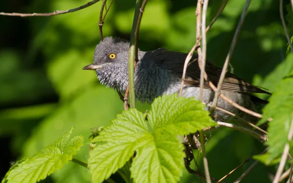 Barred Warbler Sylvia Nisoria Bird Peeking Out Dense Bush Sings — Stock Photo, Image