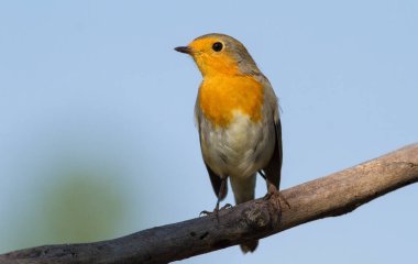 Avrupalı Robin, Erithacus Rubecula. Kuş, gökyüzüne karşı eski kuru bir dalda oturur..