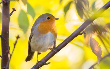 Avrupalı Robin, Erithacus Rubecula. Güneşli bir sonbahar sabahı. Kuş bir dala oturur..