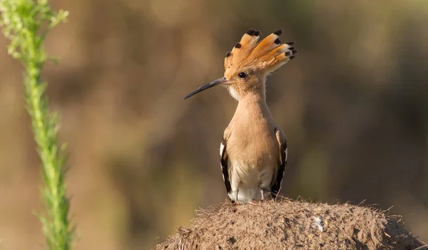 Wiedehopf Upupa Epops Ein Vogel Steht Auf Einem Hügel Die — Stockfoto
