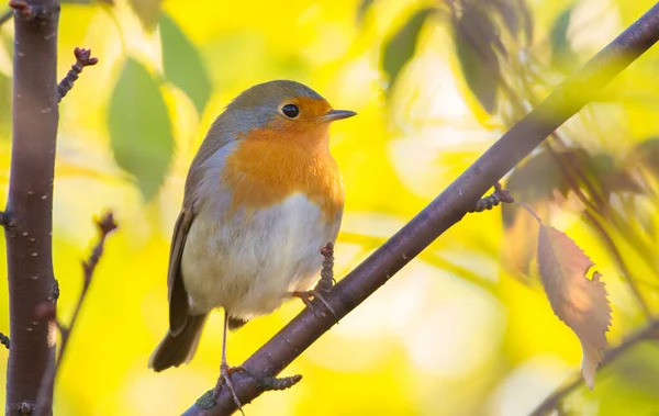 European Robin Erithacus Rubecula Sunny Autumn Morning Bird Sits Branch — Stock Photo, Image