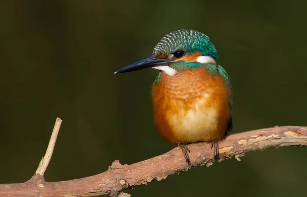 Common Kingfisher Alcedo Här Mycket Vacker Och Ljus Fågel Sitter — Stockfoto