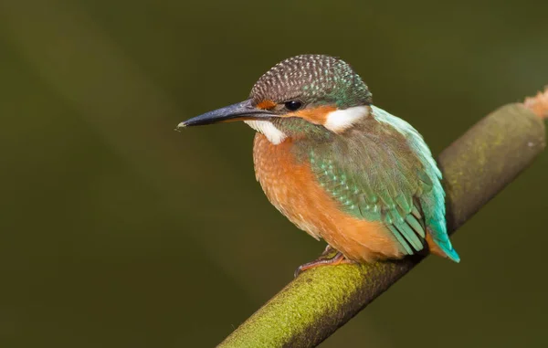 Common Kingfisher Alcedo Här Fågeln Sitter Ett Snöre — Stockfoto