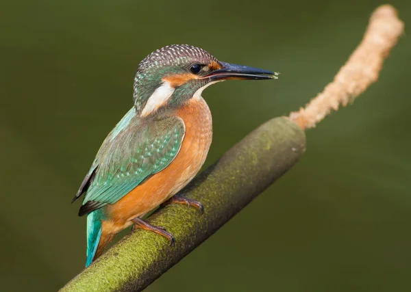 Kingfisher Comum Alcedo Atthis Pássaro Senta Cattail — Fotografia de Stock