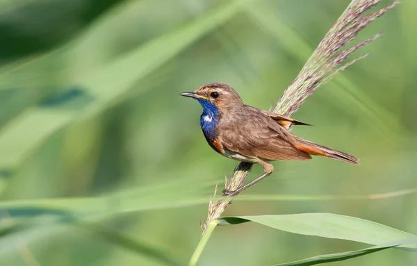 Blaukehlchen Luscinia Svecica Cyanecula Frühen Morgen Sitzt Ein Vogel Auf — Stockfoto