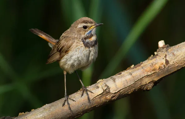 Bluethroat Luscinia Svecica Pássaro Senta Galho Árvore Perto Rio Pássaro — Fotografia de Stock