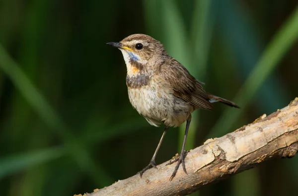 Bluethroat Luscinia Svecica Pássaro Senta Galho Árvore Perto Rio — Fotografia de Stock