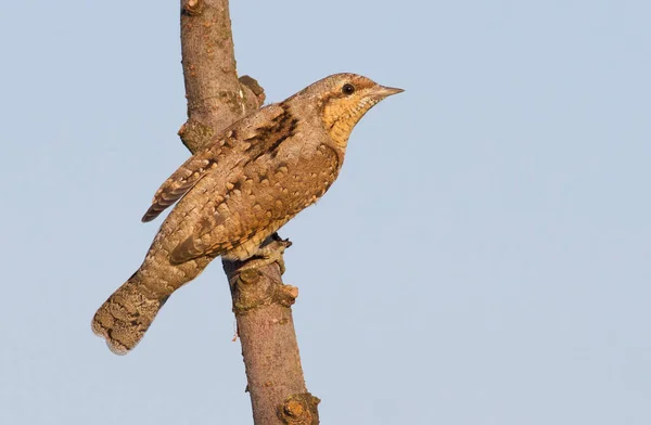 Eurasian Wryneck Jynx Torquilla Early Sunny Morning Bird Sits Branch — Stock Photo, Image