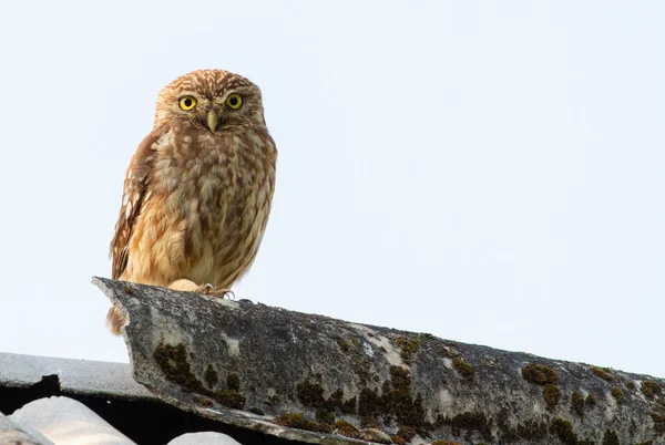 Steinkauz Athene Noctua Ein Vogel Sitzt Auf Dem Dach Eines — Stockfoto