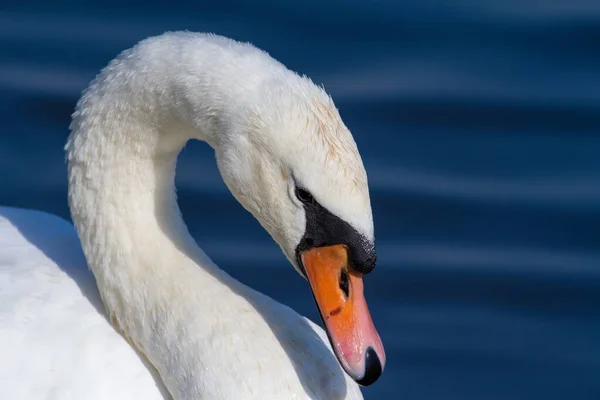 Mute Swan Cygnus Olor Ранній Сонячний Ранок Зблизька Птаха Фоні — стокове фото