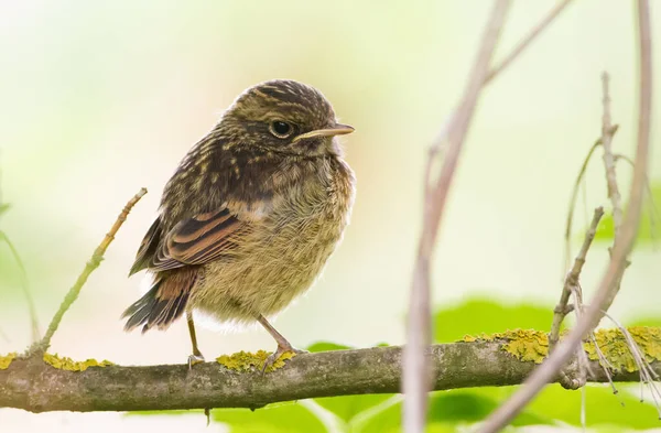 European Stonechat Saxicola Rubicola Velmi Mladá Holka Sedí Větvi Stromu — Stock fotografie