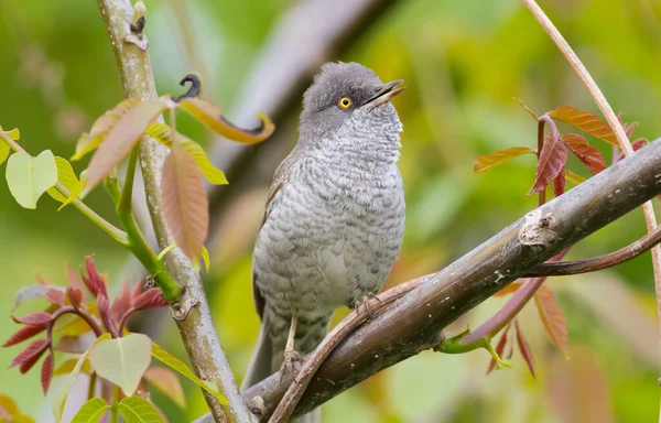 Barred Warbler Sylvia Nisoria Male Sings Sitting Branch Walnut — Stock Photo, Image