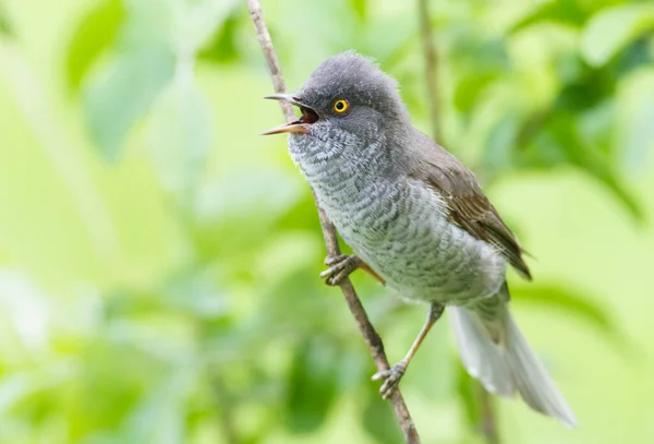 Barred Warbler Sylvia Nisoria Bird Sings Sitting Branch — Stock Photo, Image