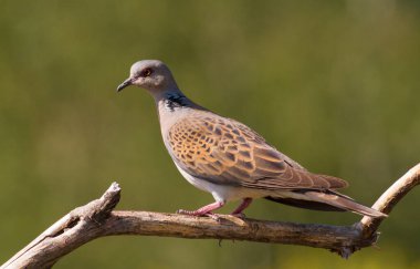 Kaplumbağa güvercin, streptopelia turtur. Sabahın erken saatlerinde güneş, ince, kuru, güzel bir dala oturmuş bir kuşu güzelce aydınlatıyor.