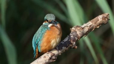Ortak Kingfisher, Alcedo bu işte. Bir kuş nehrin yukarısındaki bir dala oturur ve bir balığın ortaya çıkmasını bekler.